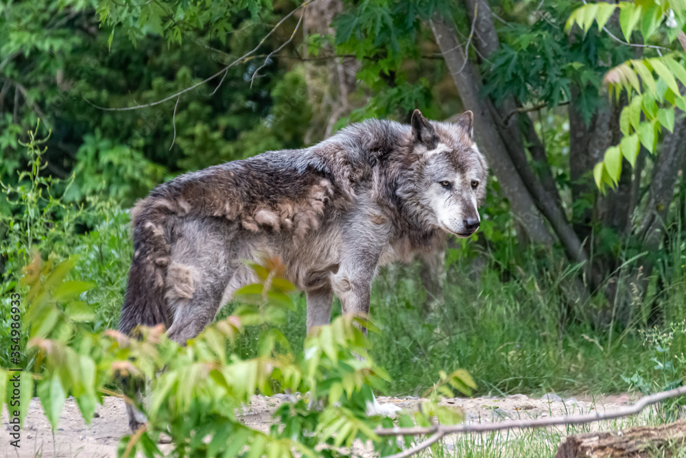 Naklejka premium Timberwolf in his territory during fur change