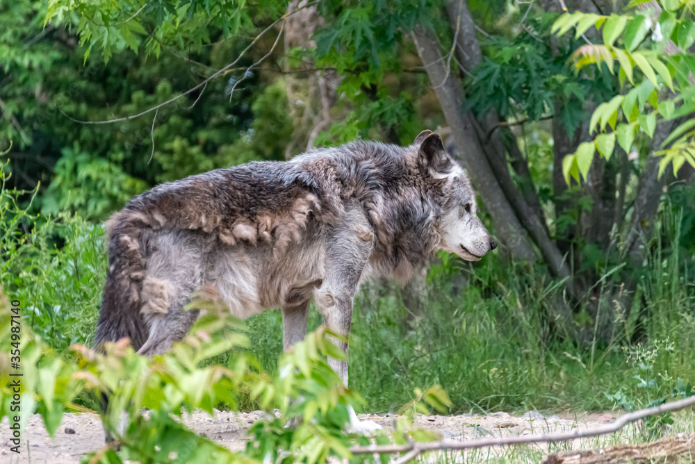 Timberwolf in his territory during fur change Timberwolf in his territory during fur change