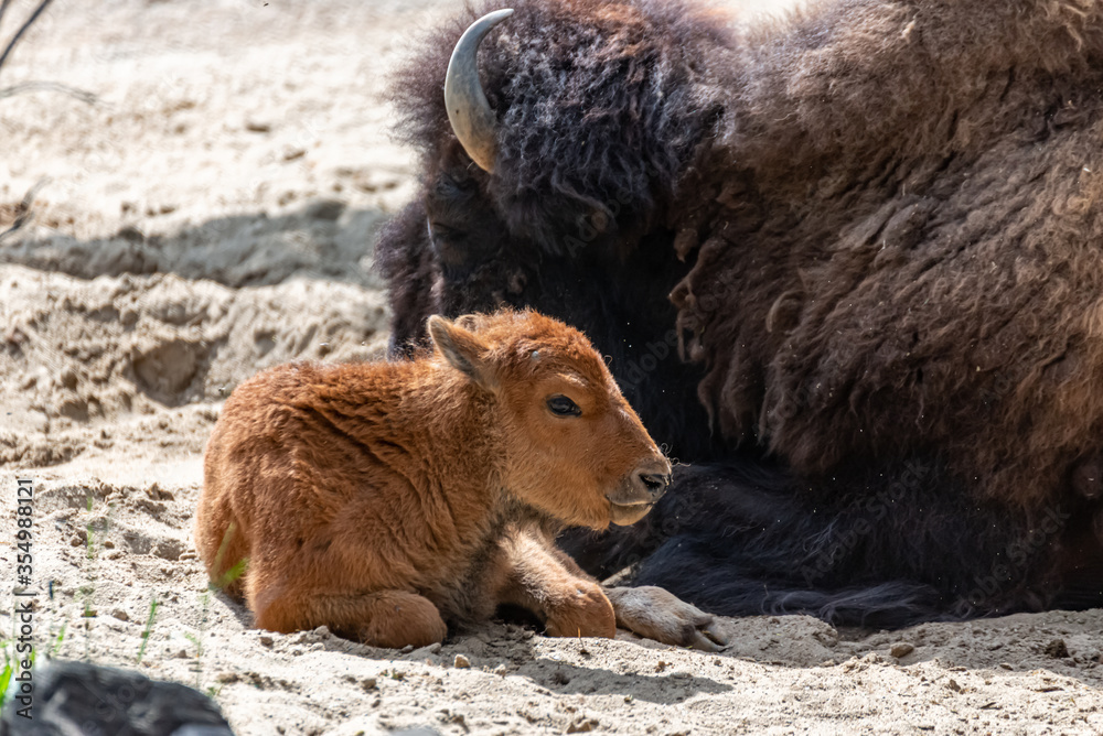 Young bison calf lies beside his mama Young bison calf lies beside his mama