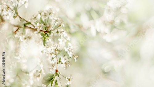 A beautiful spring cherry tree in the garden blooms on a blurry peaceful blue background. Banner. Blurred background © oksanamedvedeva