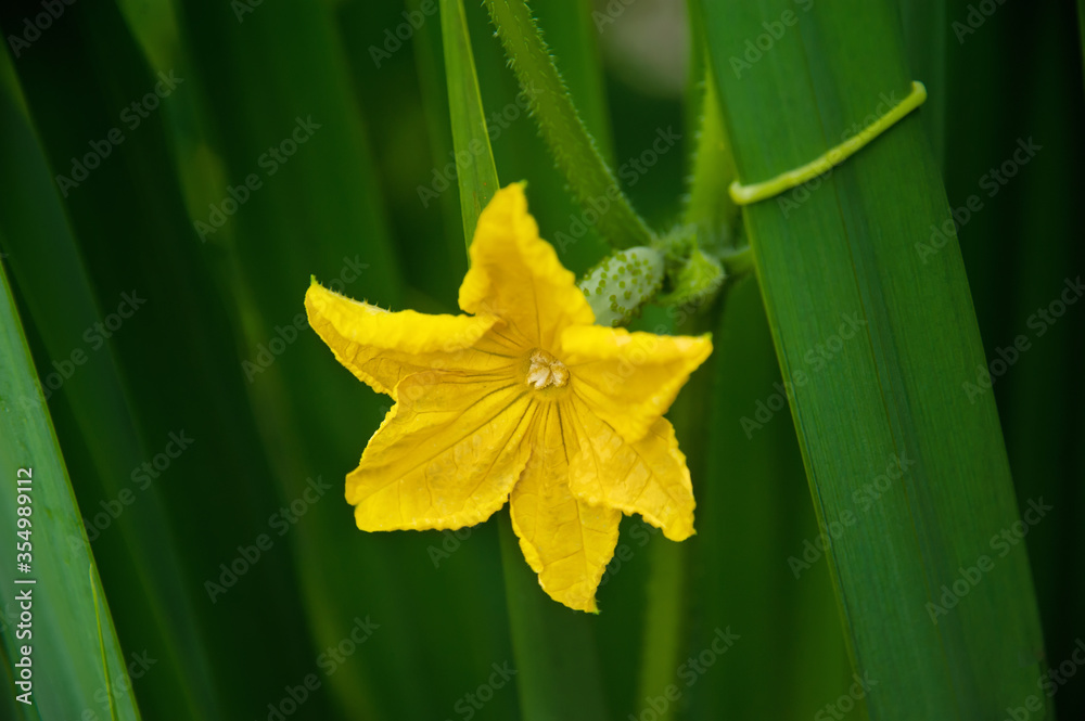 One yellow flower of the cucumber ovary. Cucumber selfpollinated plant