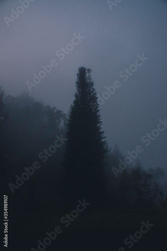 Tree in a foggy moring