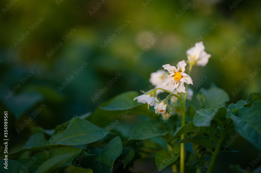 potato plant with white flowers on a vegetable bed. Growing and cultivating potatoes. Copy space potato plant with white flowers on a vegetable bed. Growing and cultivating potatoes. Copy space