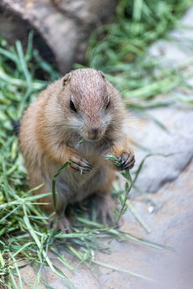 Prairie dog enjoys the warmth in the sun Prairie dog enjoys the warmth in the sun