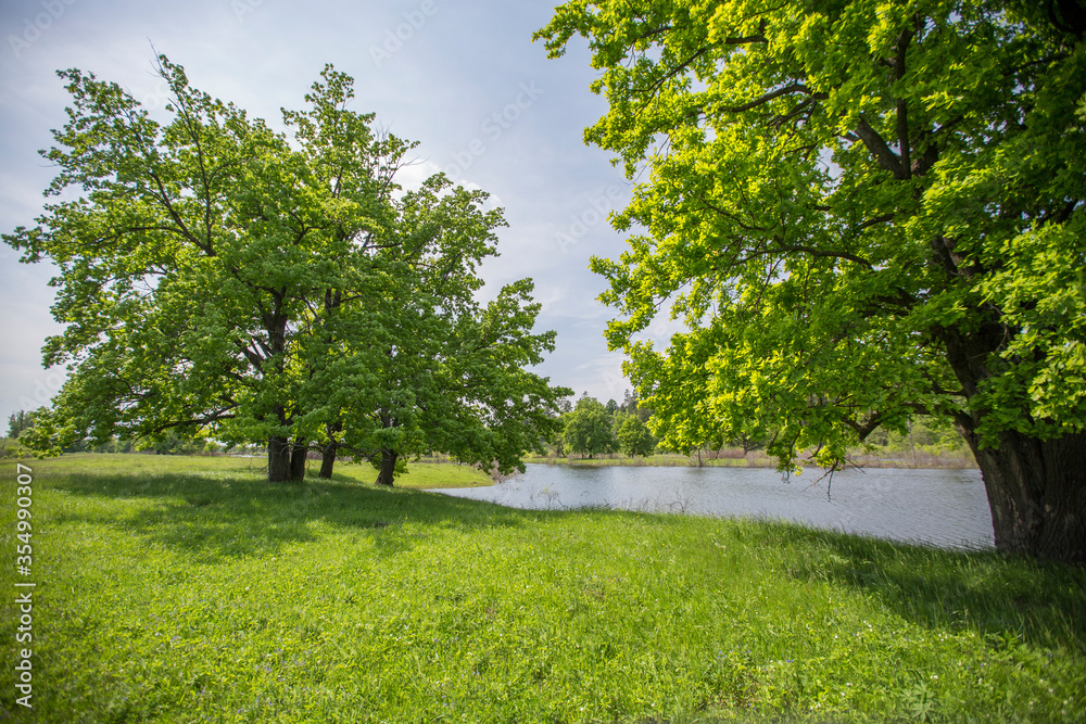 oaks in a spring green meadow, lake shore