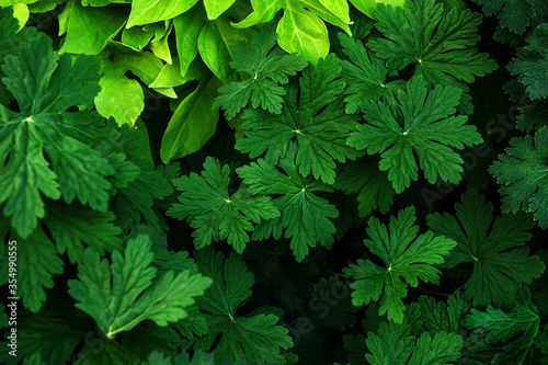 Lemon geranium fresh leaves of Pelargonium Crispum. Floral leafy background for the designer