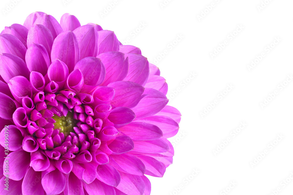 Part of a  dahlia flower in isolation for designers.