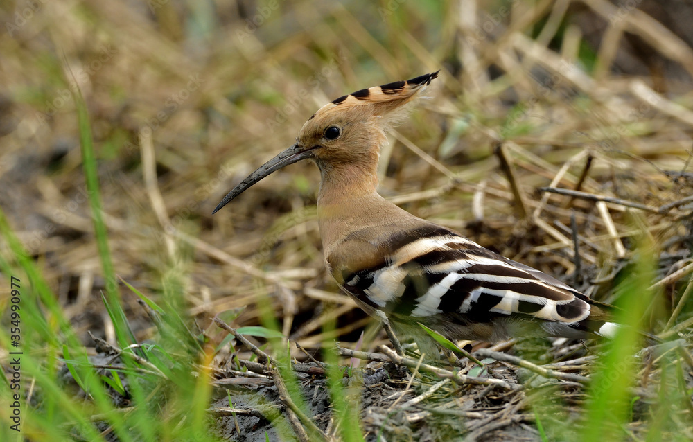 hoopoe bird in food searching hoopoe bird in food searching