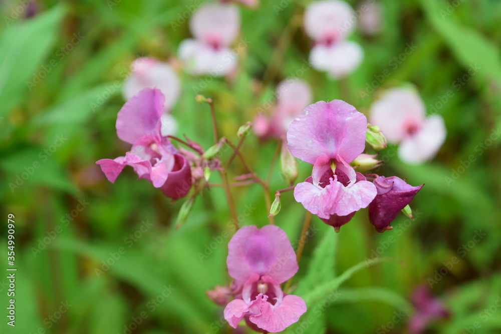 Pink little flower blooms on a meadow near Neuschwanenstein Castle, Fuessen, Germany Pink little flower blooms on a meadow near Neuschwanenstein Castle, Fuessen, Germany