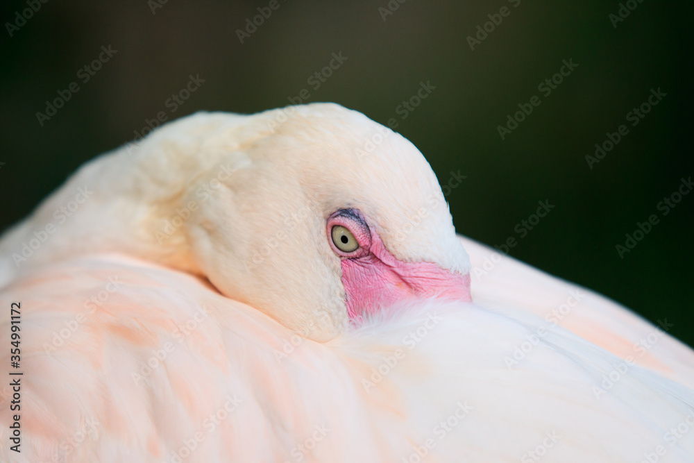 Fototapeta premium flamingo
