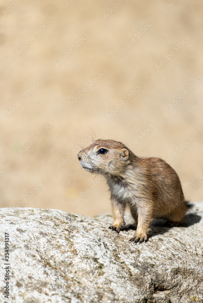 Prairie dog enjoys the warmth in the sun Prairie dog enjoys the warmth in the sun