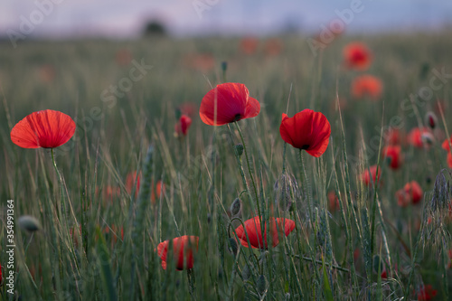 Poppy field under the setting sun, closeup photo of the flowers