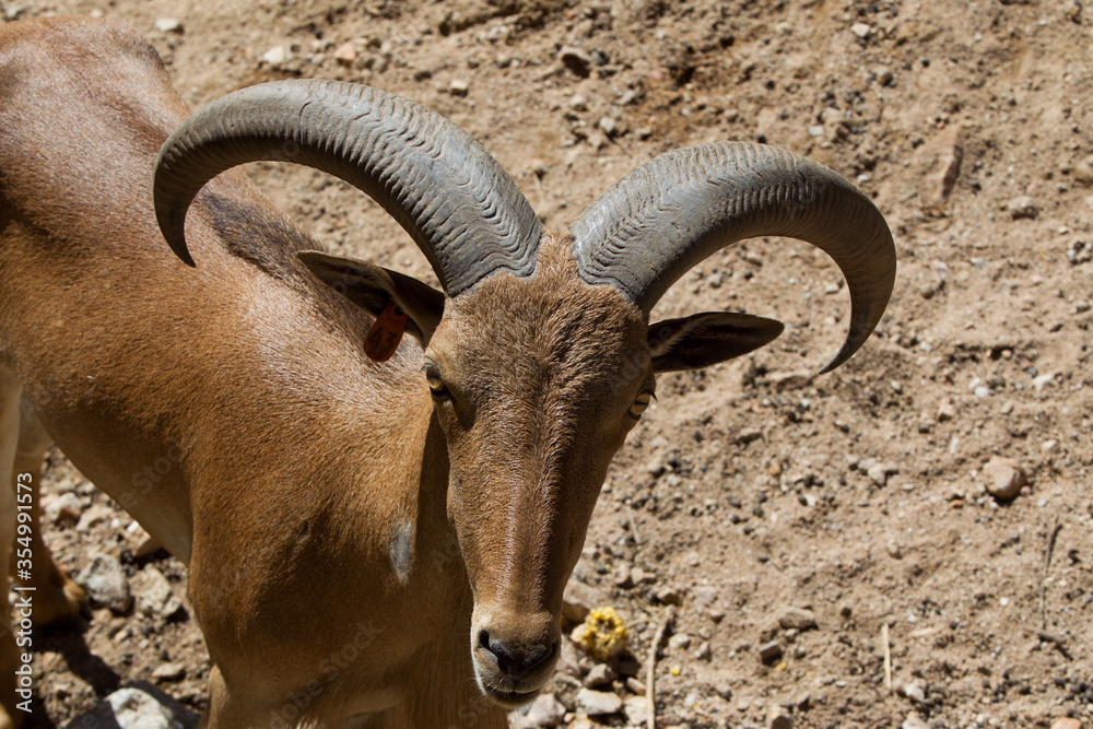 goat, goat,
