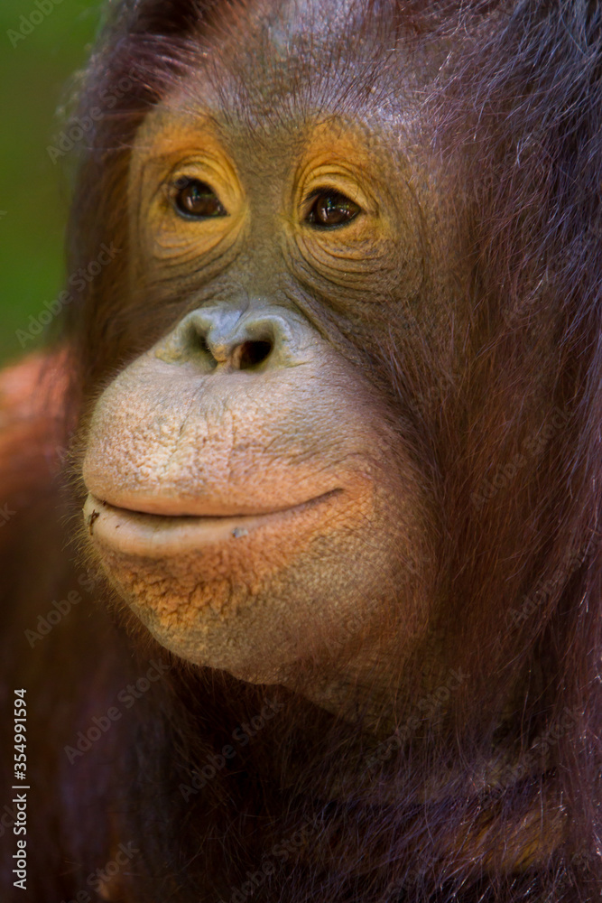 Fototapeta premium Orangutan with a smile