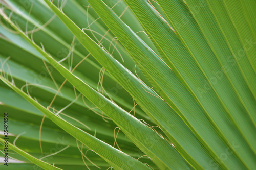 Palm Frond Detail