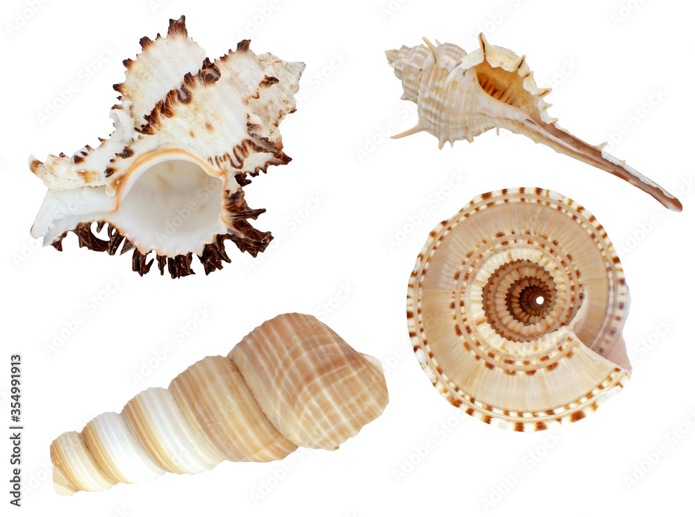 Tropical Marine Seashells on a white Tropical Marine Seashells on a white