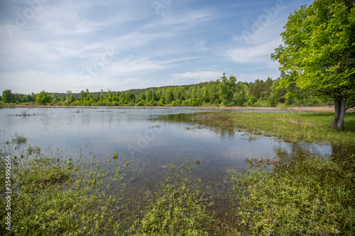 Fototapeta Naklejka Na Ścianę i Meble -  spring flood, meadow and trees flooded with water on a sunny day