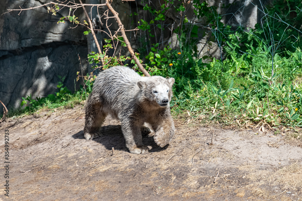 Fototapeta premium Polar bear Baby explores his territory