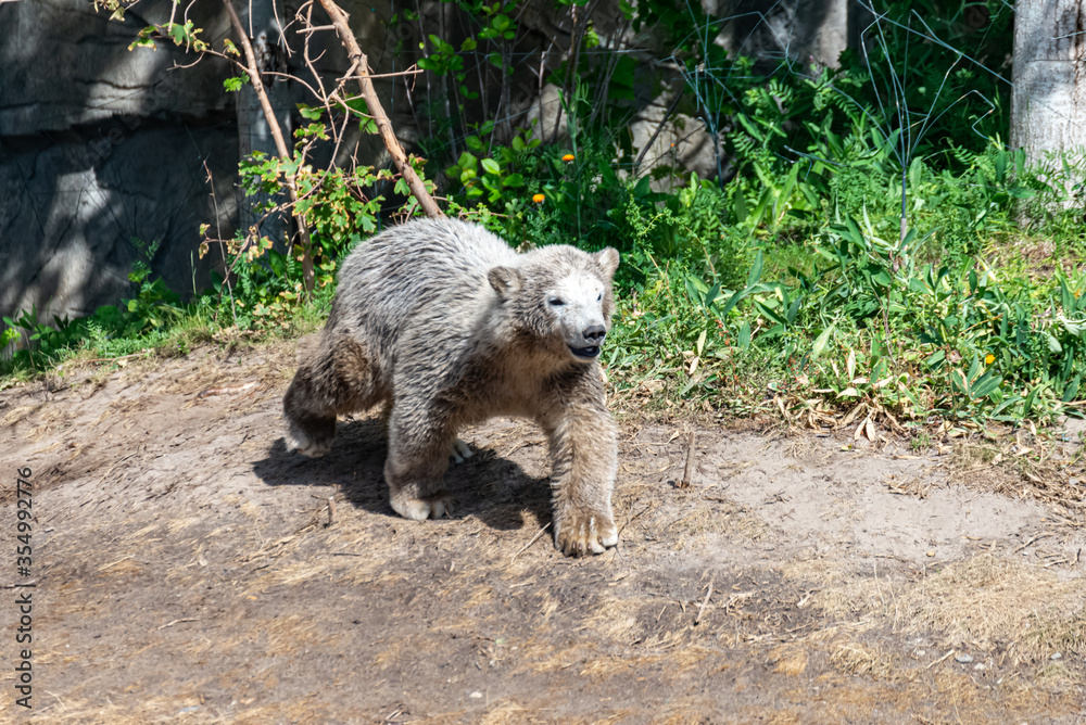 Naklejka premium Polar bear Baby explores his territory