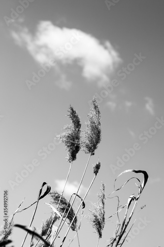 Black and white sunlit dry reed (Phragmites australis) with seed head