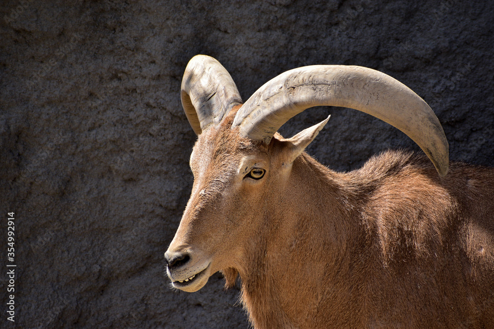 Closeup of a barbary sheep with curved horns in front of a cliff, mountain goat of North Africa, african wildlife Closeup of a barbary sheep with curved horns in front of a cliff, mountain goat of North Africa, african wildlife