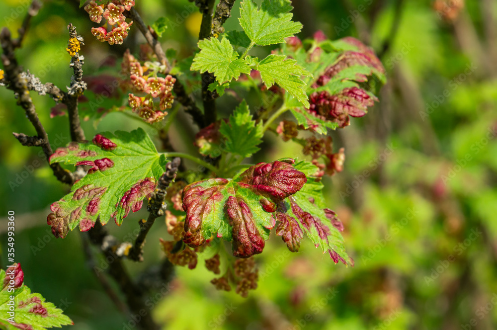 Gallic aphids on the leaves of currant. Control of garden and vegetable garden pests. Currant leaves affected by the pest Gallic aphids on the leaves of currant. Control of garden and vegetable garden pests. Currant leaves affected by the pest