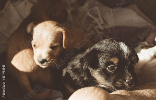  dog puppies of different colors and breeds