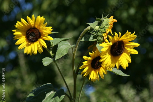 Sonnenblumen