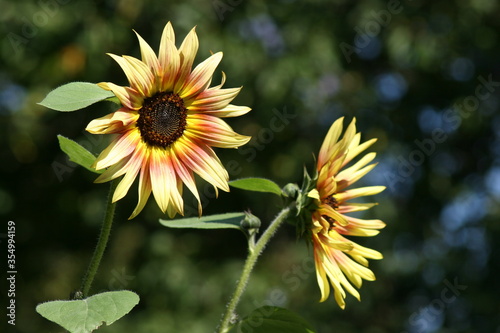 Sonnenblumen