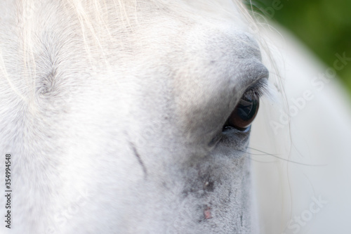 close up of white horse. white horse close up eye. Show 1 horse's eyes. Expressing the feeling in that eye. Is the face of a soft white horse. Can be made into a background image