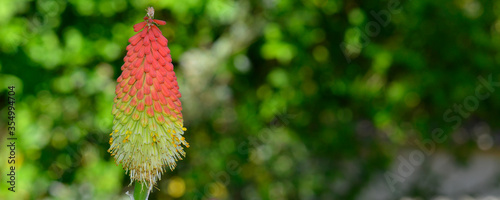 Panoramique Épi floral de Kniphofia Uvaria (tritoma) rouge et jaune sur fond de nature lumineuse