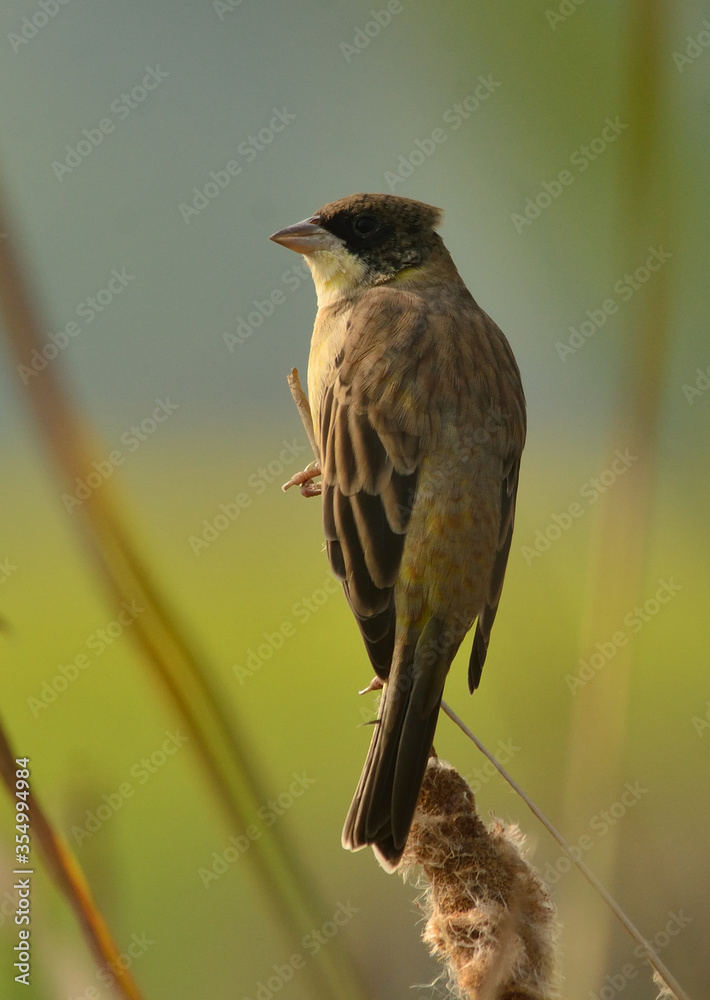 Naklejka premium black headed bunting in habitat
