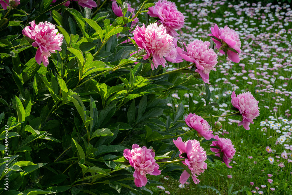 Fototapeta premium Pink peony flowers in the garden