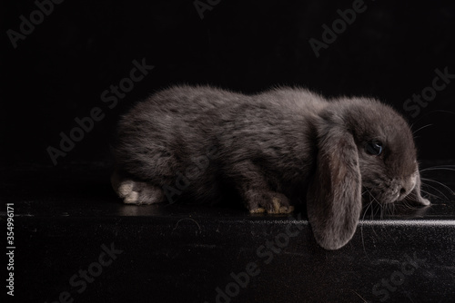Photography wien blue baby french lop bunny rabbit