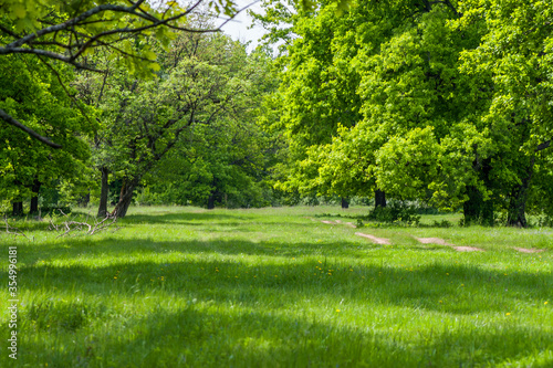 oak grove and meadow on a sunny spring day