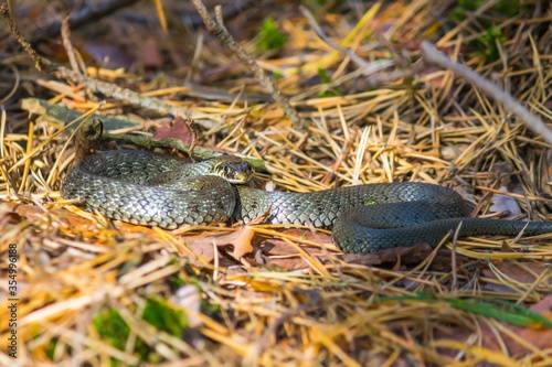Grass Snake (Natrix natrix) in the forest