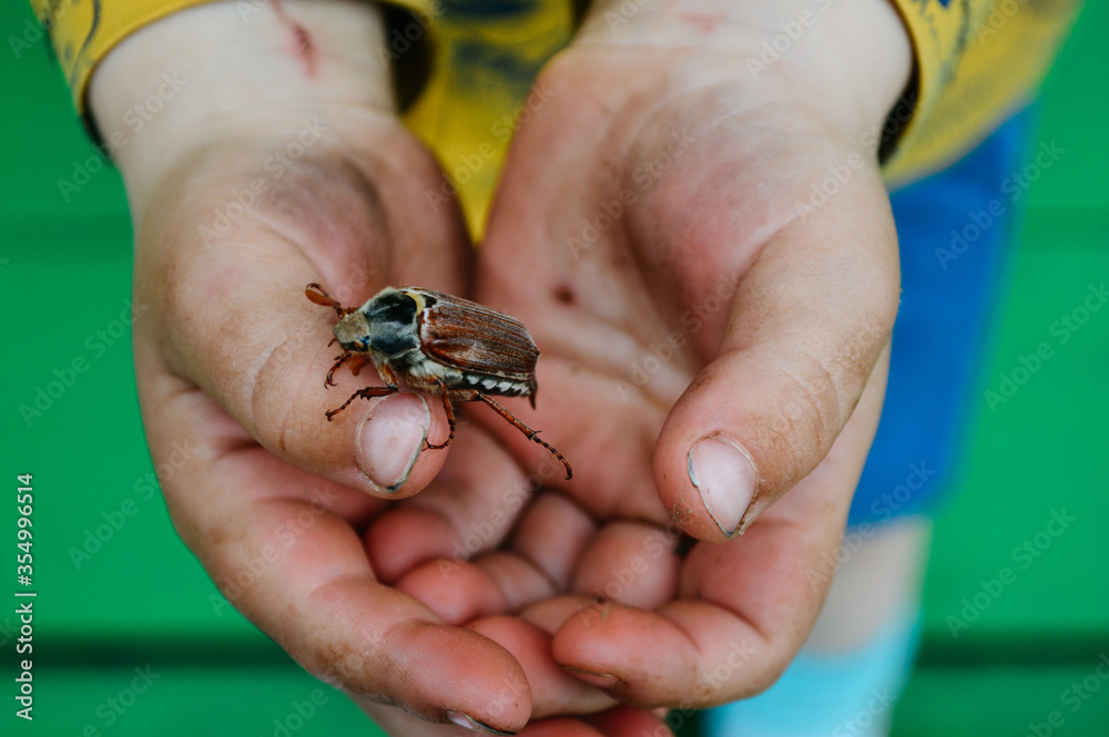A child holds a may bug in his hands