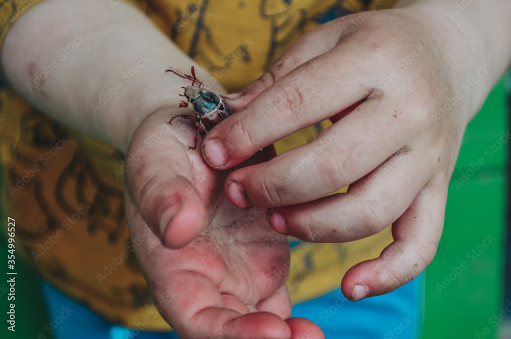 Obraz premium A child holds a may bug in his hands