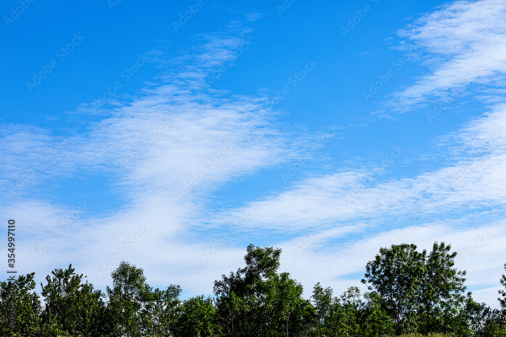 green trees and a blue sky