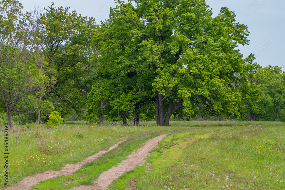 winding road in a meadow in spring, in the background a forest