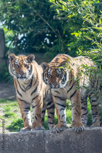 Fototapeta Naklejka Na Ścianę i Meble -  Siberian tigers roam their territory
