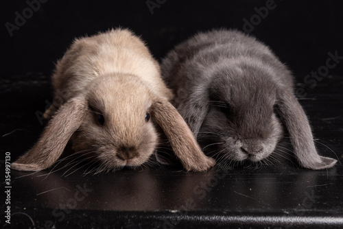 Foto Baby Bunny, Rabbit, Giant flemish red, french lop, flemish giant, holland lop, w