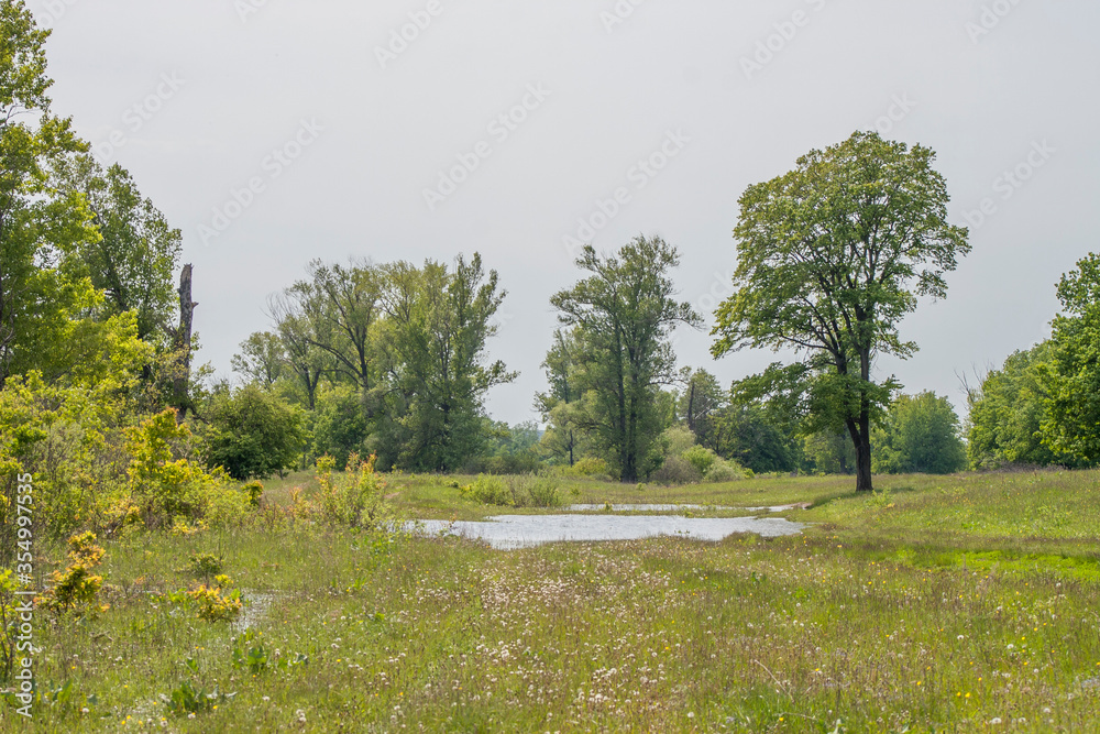 Fototapeta premium spring flood, flooded meadow and forest