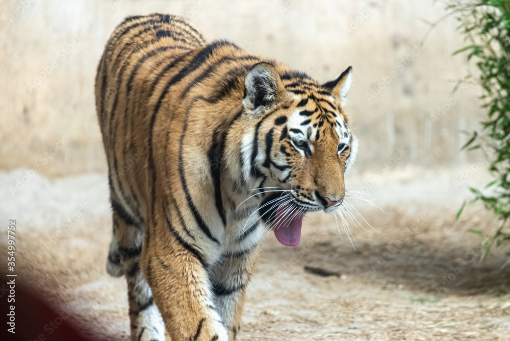 Siberian tigers roam their territory Siberian tigers roam their territory