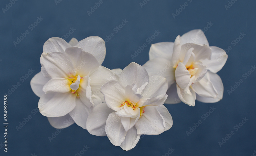Three white terry daffodils on a blue isolated background Three white terry daffodils on a blue isolated background