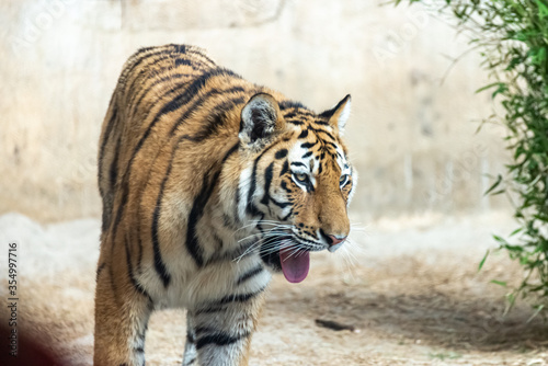 Siberian tigers roam their territory