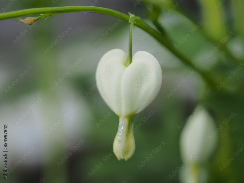 Small white flower buds broken heart. Buds in the form of hearts. Small white flower buds broken heart. Buds in the form of hearts.