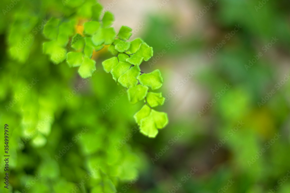 Green color in the nature. Plants and leaves in spring time. Green background. Green color in the nature. Plants and leaves in spring time. Green background.
