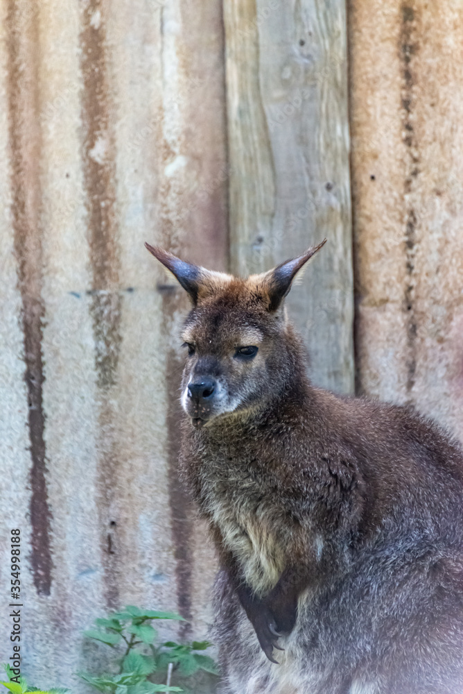 Fototapeta premium Australian Kangaroos enjoy the sun