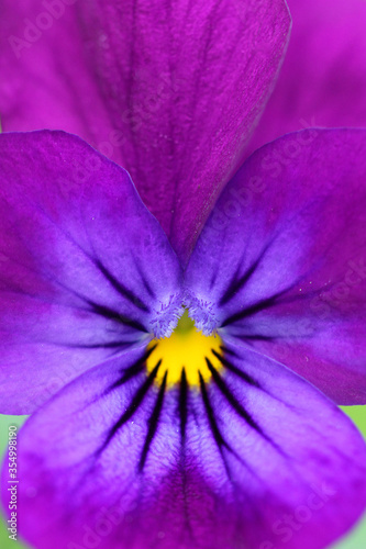 Fototapeta Naklejka Na Ścianę i Meble -  close up of purple flower